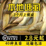 本地塘鲺胡子鲶鱼苗塘角鱼苗土塘鲺鱼苗塘虱活体鱼塘鱼粮淡水鱼苗