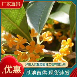 基地直销  嫁接 八月桂花树 金桂乔木