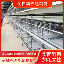 鸽子笼肉鸡H型笼自动层叠式肉鸡A型笼半自动立体镀锌蛋鸡笼鹌鹑笼