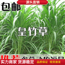 四季新型皇竹草子种孑多年生种子品种 黄竹草种 甜象草种养殖畜牧