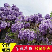 长穗紫藤花苗庭院爬藤植物花卉四季藤本紫藤树苗南北方种植绿化苗