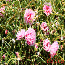 批发 盆栽花卉 太阳花 松叶牡丹 多肉植物落地生根 易养花卉