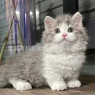 ِ���P�˾�ë؈����w���N����؈���̻��ﱪ؈���л��w��ɫ����؈