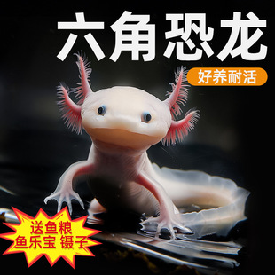 Hexagonal Dinosaur Fish, Axolotl, Live Freshwater Pet, Ornamental Cold Water Fish, Axolotl, Easy to Raise and Live Without Oxygen