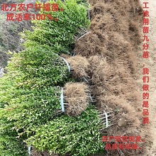 小叶瓜子黄杨树苗工程绿化庭院花坛篱笆植物四季常青黄杨球冬青苗