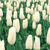 Tulip species ball Hydroponic flowers and plants flowing four seasons flowering seeds potted seedlings are good for living water, soil, soil and educated