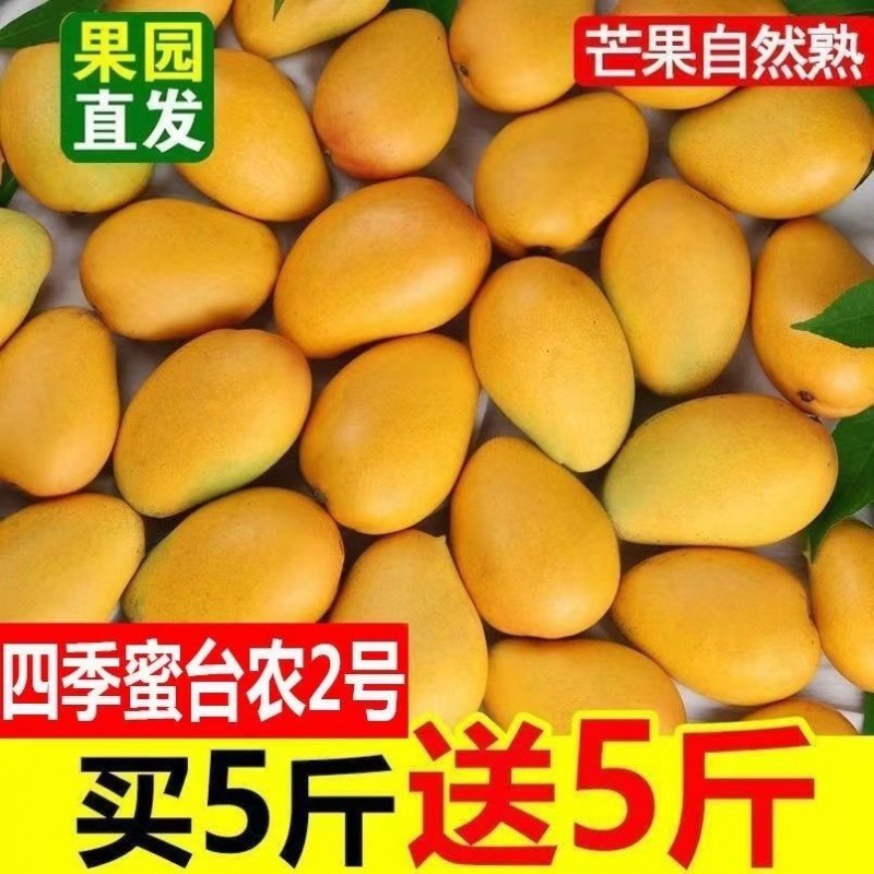 fresh Baise Four seasons 10 Mango Full container Tropical 2-5 Jin is not a small farmer