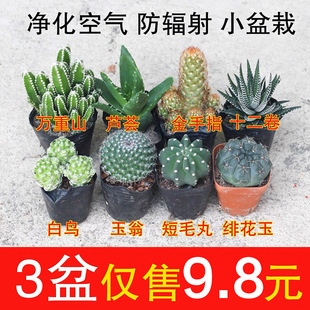 Succulent Plant Cactus Potted Indoor Formaldehyde-Absorbing Small Green Plant Desktop Cactus Aloe Vera Radiation-Proof Flower Seedlings