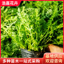 ǧ�~��������� ���@С�^�G�������ļ�����������B�׻�ǧ�~���