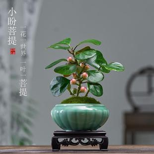 Little Pan Bodhi Tree Potted Plant with Fruits, Green Plant, Indoor Flower, Tea Table, Study Room, Office Desktop Zen Ornament