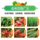 Special Fertilizer for Vegetables, Organic Fertilizer, Household Vegetable Growing Slow-Release Granular Nutritional Water-Soluble Fertilizer, General Fertilizer for Fruits and Vegetables