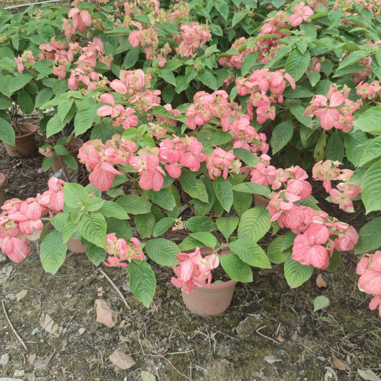 2306 питомник очищает порошок листьев золотого цветка 0,5-2 метра