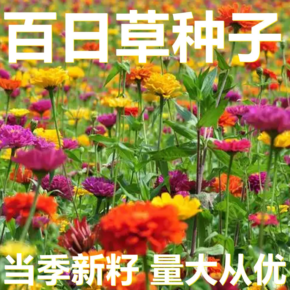 Семена зиннии 500 капсул-250 грамм оптом, прямые поставки с места происхождения, сезонные новые семена, семена садовых цветов