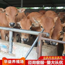 肉牛养殖场 黄牛牛犊  鲁西黄牛 西门塔尔牛 小牛犊繁育图片