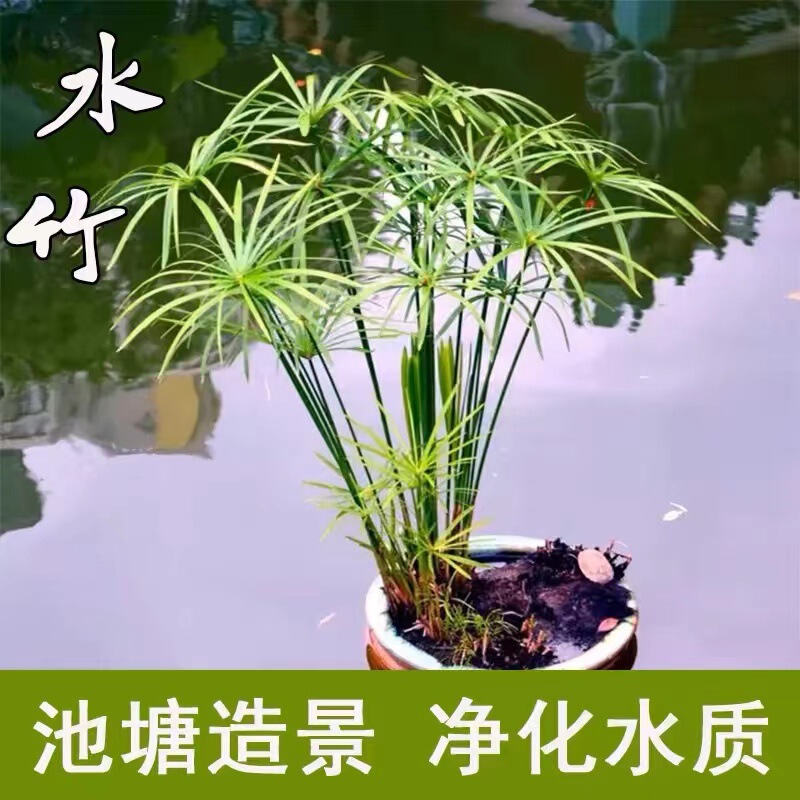 Water Bamboo Aquatic Water Culture Plant Turtle Water Bamboo Potted Water Brown Bamboo Pond Fish Turtle Tank Landscaping Dry Umbrella Grass Windmill Grass