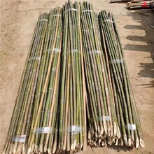 竹竿菜园搭架竹子户外旗杆黄瓜豆角爬藤菜架竹杆支架豇豆搭架杆