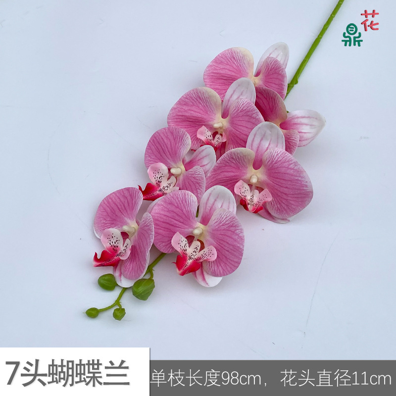 7 phalaenopsis GFG #41 핑크