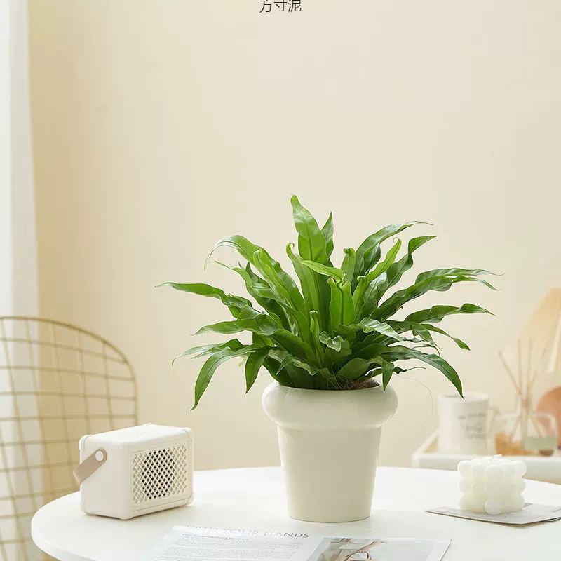 网红奶油风花盆蝴蝶兰绿萝居家园艺花盆家用装扮绿植花盆一件批发