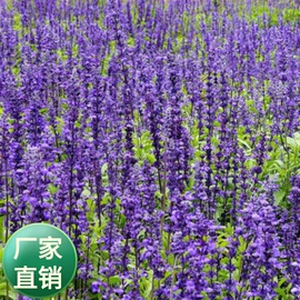 种子;草种子;草坪