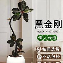 黑金刚橡皮树客厅大盆栽造型室内大型绿植办公室阳台四季好养植物