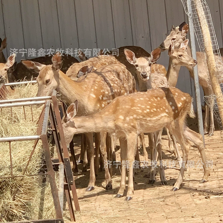 Родственники одомашнили пятнистых оленей