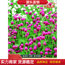 ǧ�ռt�N��ǧ���ϲݻ��N�Ӱ��ռt�����^�����^�����N����������