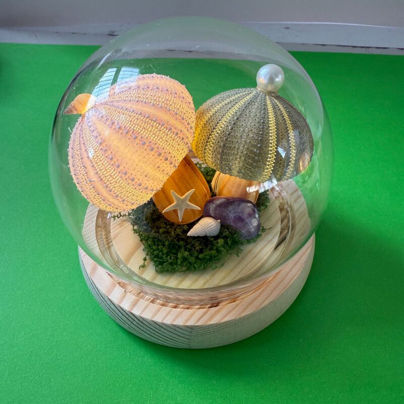 Sea Urchin Shell Night Light Dly Desktop Ornament Handmade Gift for Girls and Best Friends Room Decoration Sea Urchin Shell Night Light Dly Desktop Ornament Handmade Gift for Girls and Best Friends Room Decoration