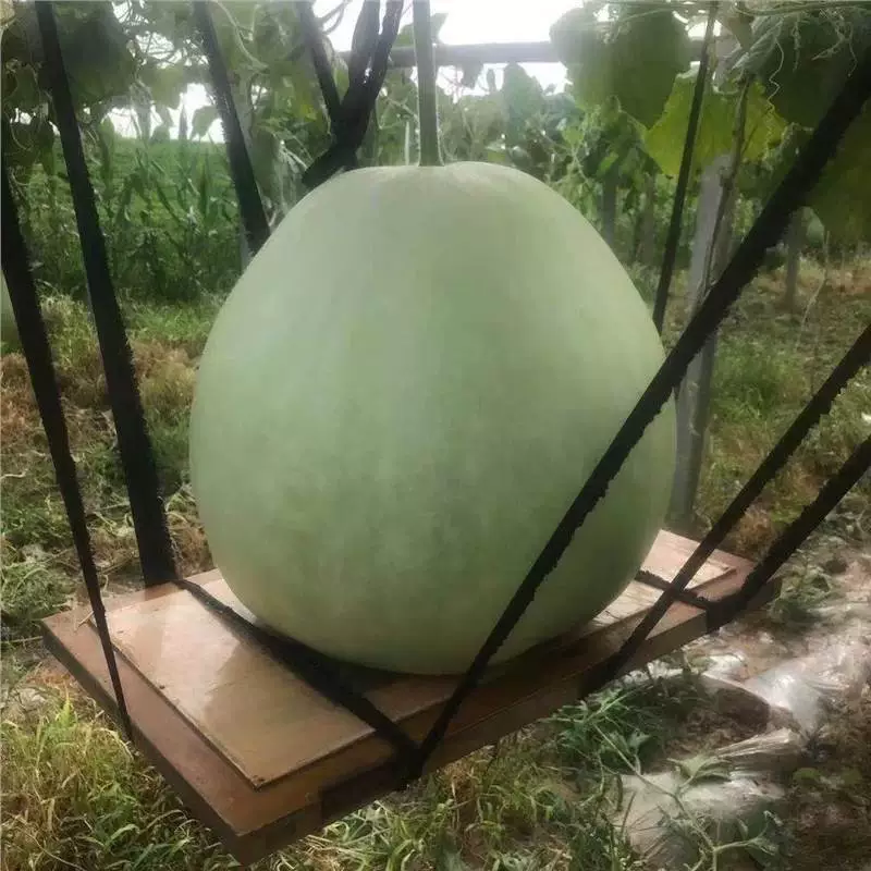 Семена крупной тыквы диаметром от 40 до 50cm можно использовать в качестве съедобных подвесных декоративных семян в горшках.