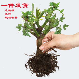 Wholesale Rose Seedlings, Old Seedlings, Rose Large Seedlings, Old Stump Rose Seedlings, Greening Rose Flowers, Rose Seedlings, Four-Season Potted Plants