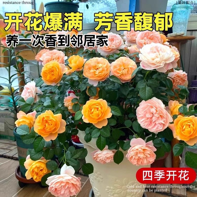 果汁阳台月季花苗带花苞发货庭院阳台好养活绿植盆栽四季开花淡香