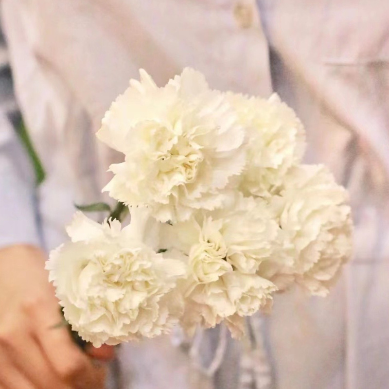 玫瑰花鲜花云南昆明基地批直发百合向日葵红豆家用鲜切水养插|undefined