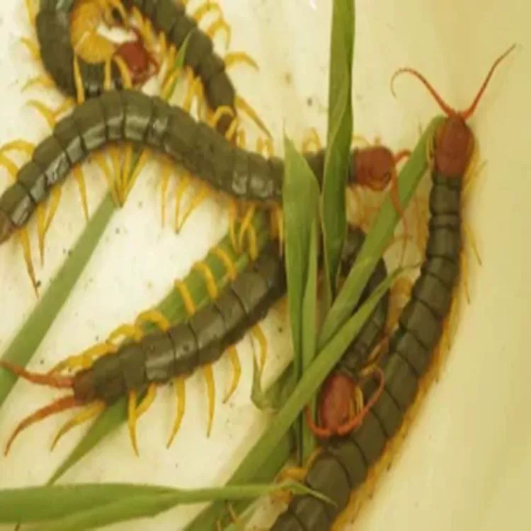 Живая черепаха, корм для рыбы-драконов, живой черепаха, борьба с курицей, корм для птиц, пропитанная в вино, черепаха-барбекю, живой скорпион, Туюань