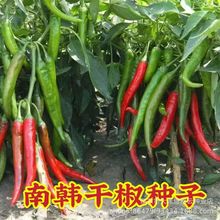 ���n����̖�ߴ�t�����N�ӱ�Ƥ�߲˷N�Ѹ��r����ͥԺ�̨����