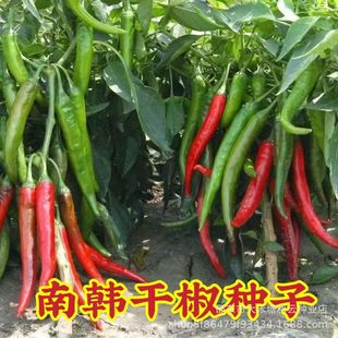 ���n����̖�ߴ�t�����N�ӱ�Ƥ�߲˷N�Ѹ��r����ͥԺ�̨����