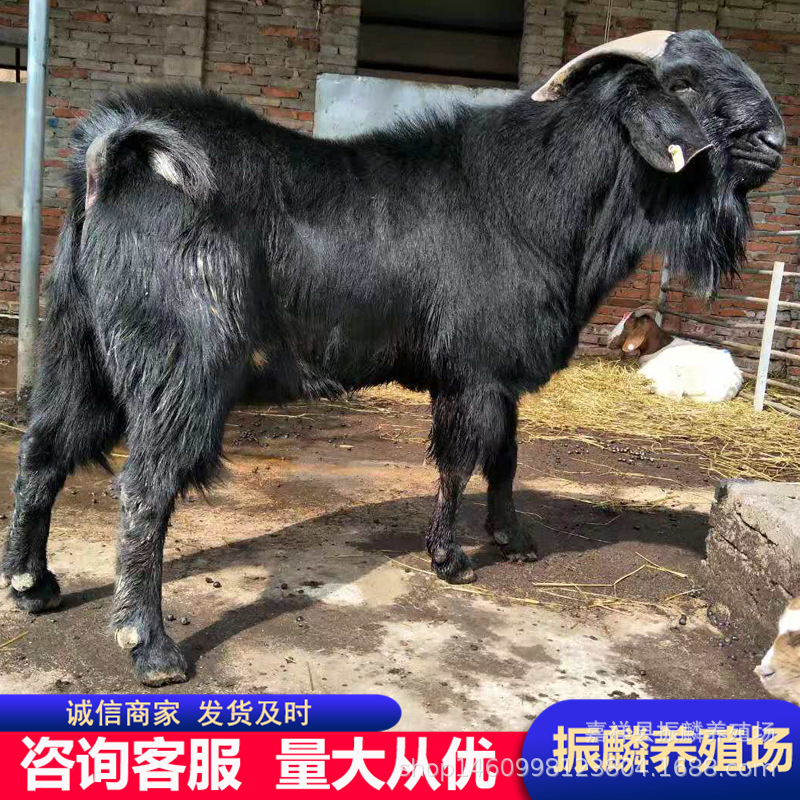 出售努比亚黑山羊多少一只销售 波尔山羊羊苗 种公羊可以长多大