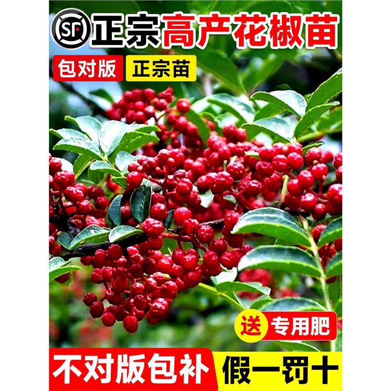 花椒苗树四川大红袍特麻椒九叶青花椒苗地栽盆栽果树果苗当年结果