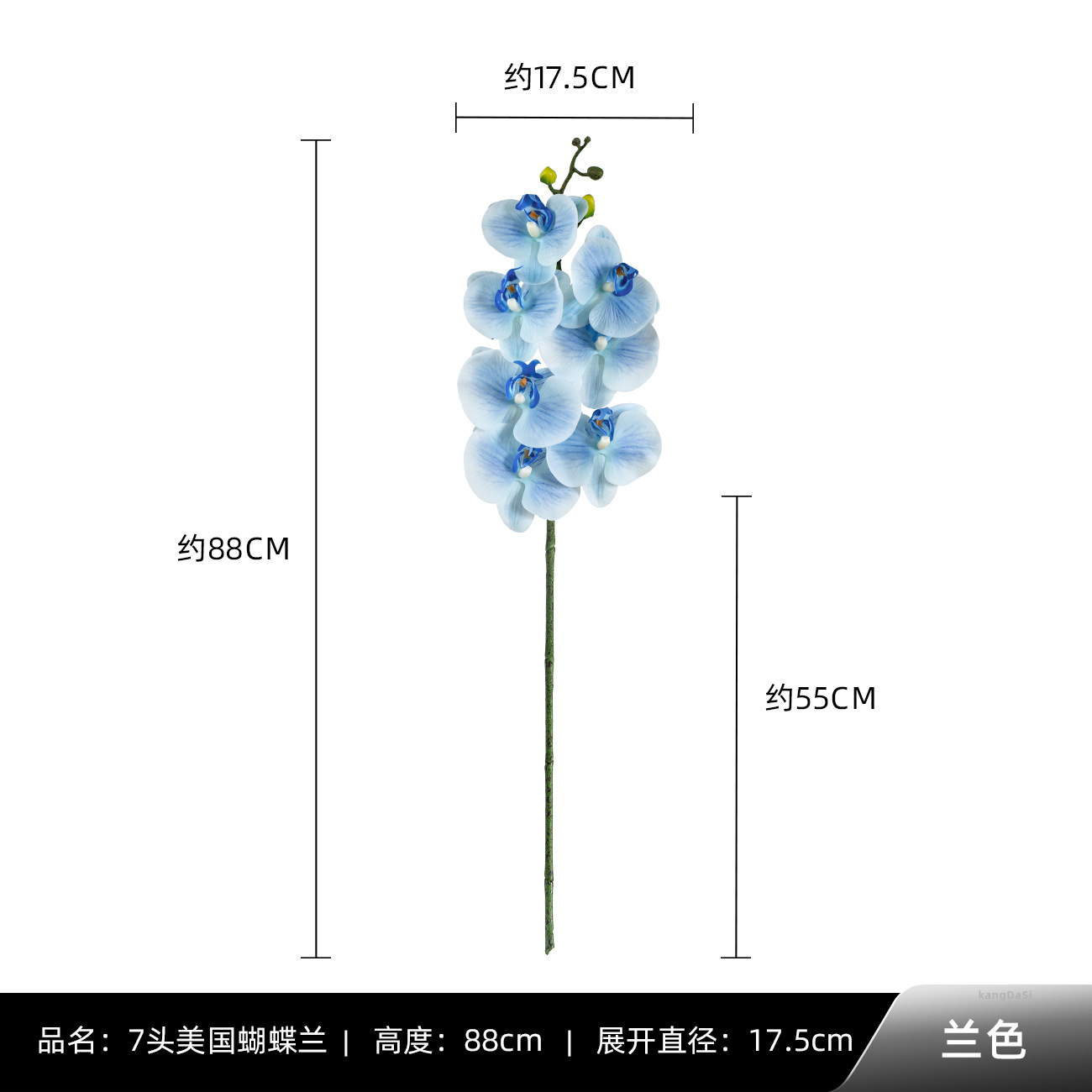 블루 7 미국 호접란