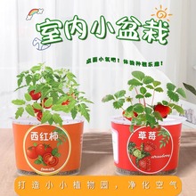 神奇植物办公室绿植小盆栽室内迷你桌面儿童种罐头花情绪稳定盲盒