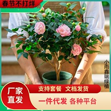 һ�����l����ɽ�軨���Ԏ������҃��̨�m�������ļ��_��ֲ��Gֲ