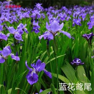 �{���Sβ�[�m���� ��������ݚWʯ��������߅ʯ�� ��ȸ�ݵر�ֲ��