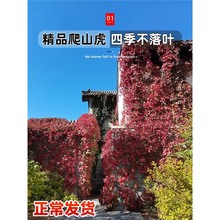 ��ɽ������ֲ���������粻���~�����ļ��N����ͥԺ��������������