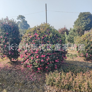 ����1.8-2�׵Ĳ�÷�� �G���@�ֲ�÷�� ��÷����ϻ��� ����ֱ�N