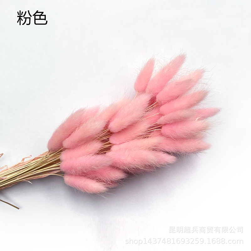 Hierba de cola de conejo flor seca hierba de cola de conejo blanco un montón de 50 piezas