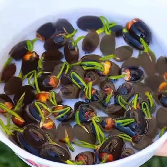 [7 дней для прорастания] Семена лотоса в чаше цветут в любое время года, зеленые растения, выращенные в гидропонике в воде, водяные лилии, цветы лотоса в горшках без почвы.