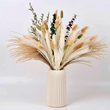 ���R�d�羳С�JȔ��β�ݷ��m�ɻ������Ɍ��Ҿ��b�pampas�S�����l