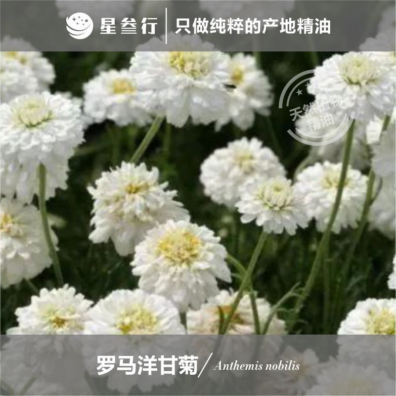 罗马洋甘菊精油 单方精油 香薰调香芳疗蒸馏植物精油原料批发