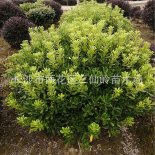 �������l��ͩ�� ����ͩ�� ���΃����@�־G�����̺�ͩ�� Ҏ���R