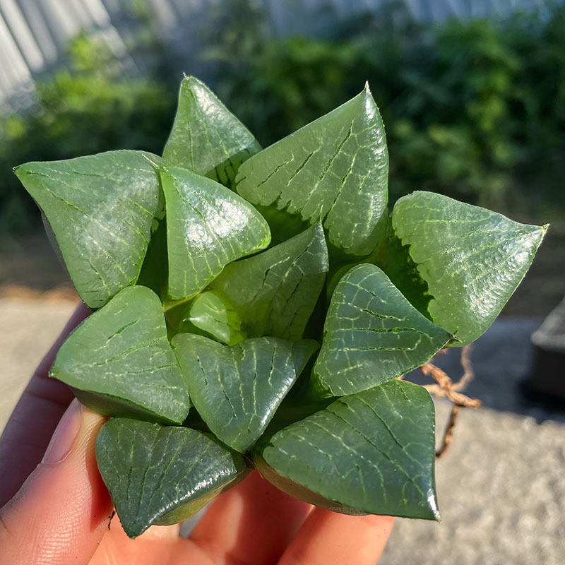 [최고상품] 아한호 6-7cm (뿌리가 벗겨진 상태로 배송)