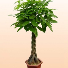 lؔؾGֲԿ͏dbֲԴGֲ_Iwlؔ