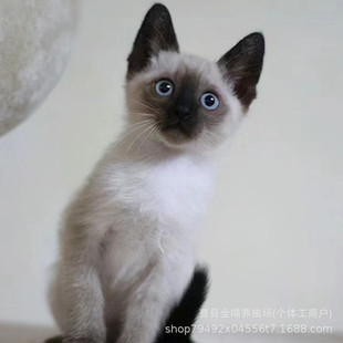 ���ۼ��N���_��؈���w���_؈����؈����̩����ú�������_؈����w